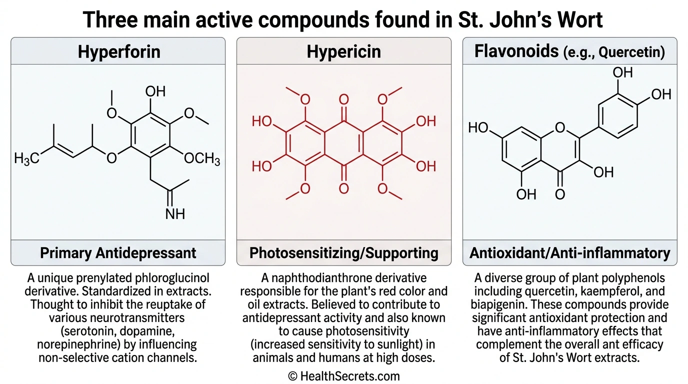 St. John’s Wortの3つの活性成分を示すハイパーフリン、ハイパーイン、フラボノイドとその役割を示す画像